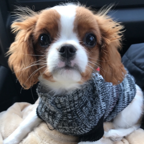 Meet your Posher, Holli - Picture 2 of 2